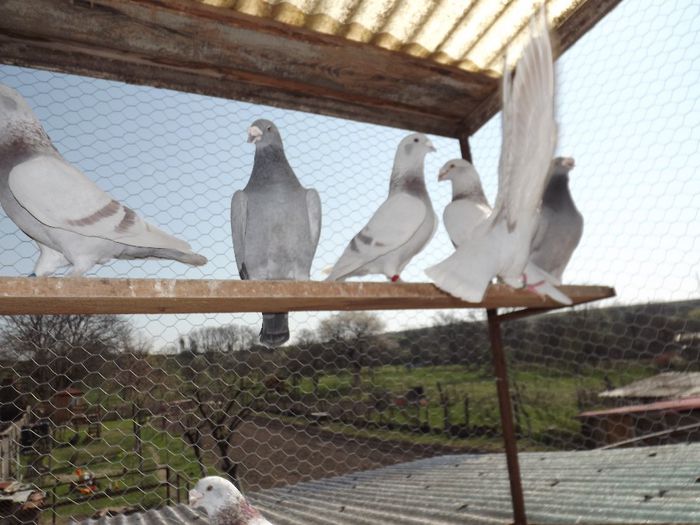 DSCF3199 - Inceput  de sezon   2014