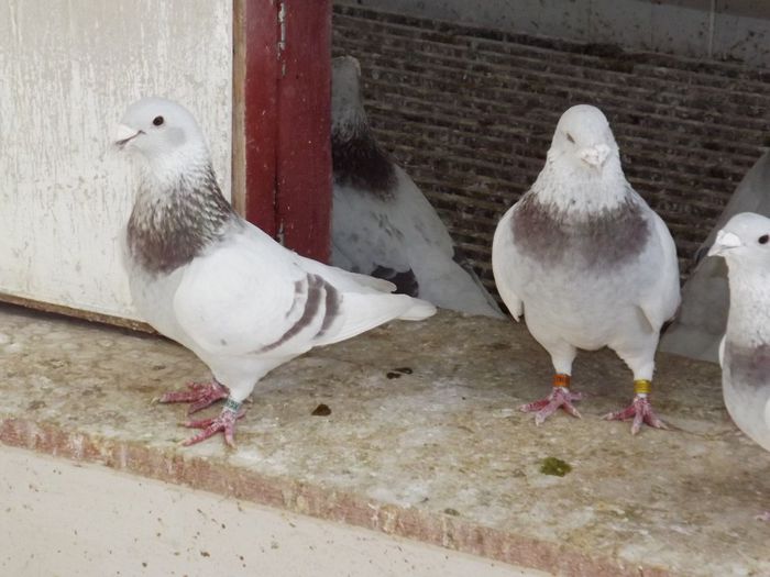 DSCF3219 - Inceput  de sezon   2014