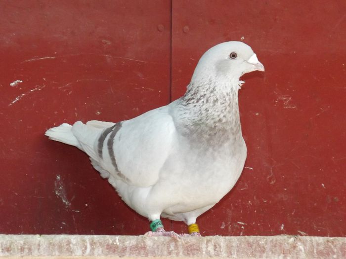 DSCF3220 - Inceput  de sezon   2014