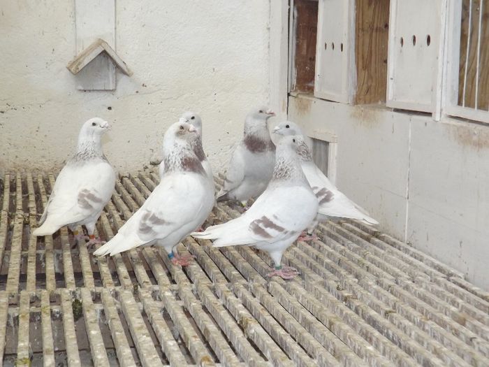 DSCF3223 - Inceput  de sezon   2014