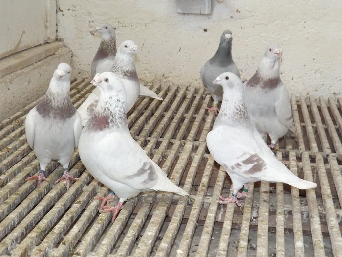 DSCF3225 - Inceput  de sezon   2014