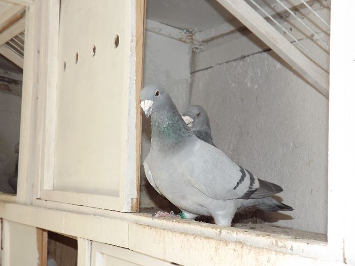 DSCF3226 - Inceput  de sezon   2014