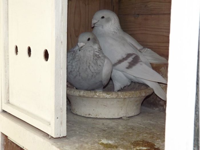 DSCF3227 - Inceput  de sezon   2014