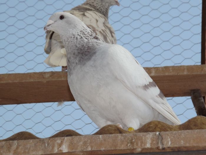 DSCF3230 - Inceput  de sezon   2014