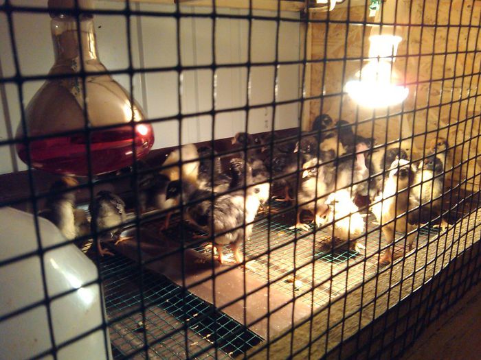 urmeaza acomodarea pe plasa