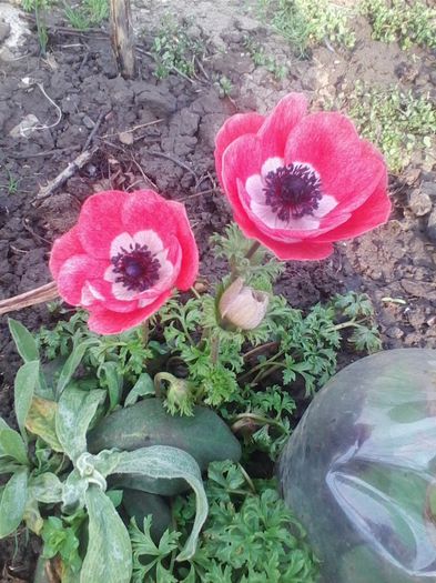 anemone