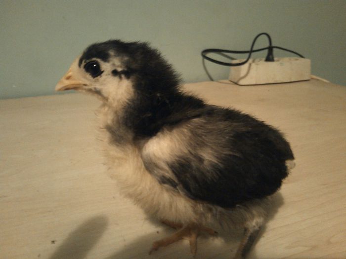 primul iesit din ou,australorp