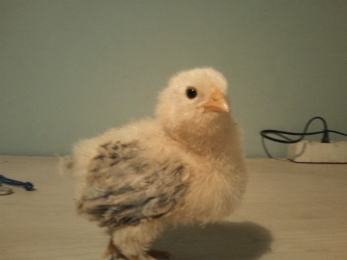 02.04.214 035; singurul cu pene in coada,faverolees
