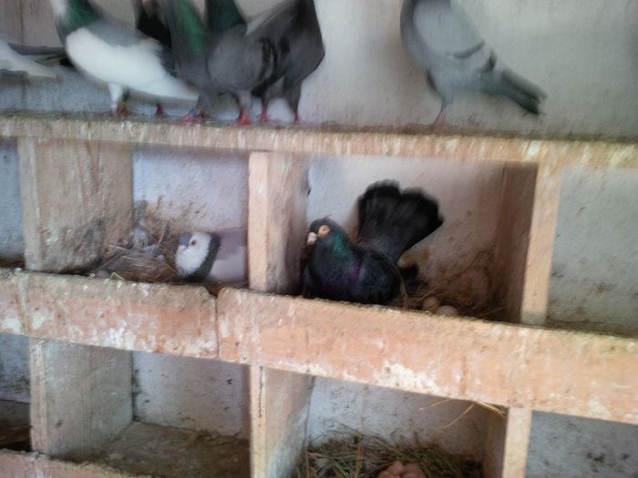 IMG_20140329_130324 - Vrapciu 3