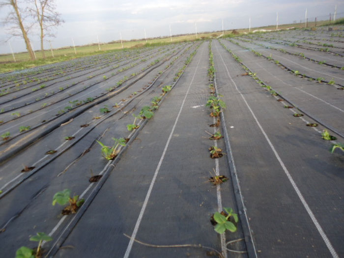 23.03.2014 - Plantatie capsuni ALBION-6000 plante pe 600 mp-Aprilie 2013 si inca 8ooo in Septembrie 2013