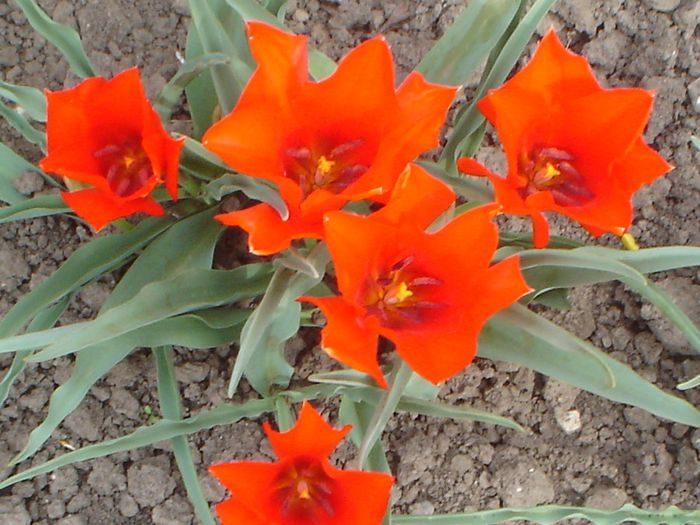 Vvedensky Tangerine Beauty