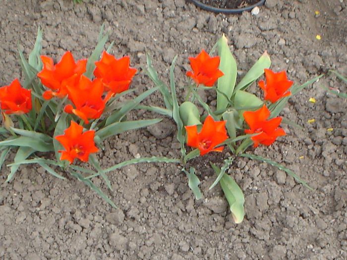 Vvedensky Tangerine Beauty