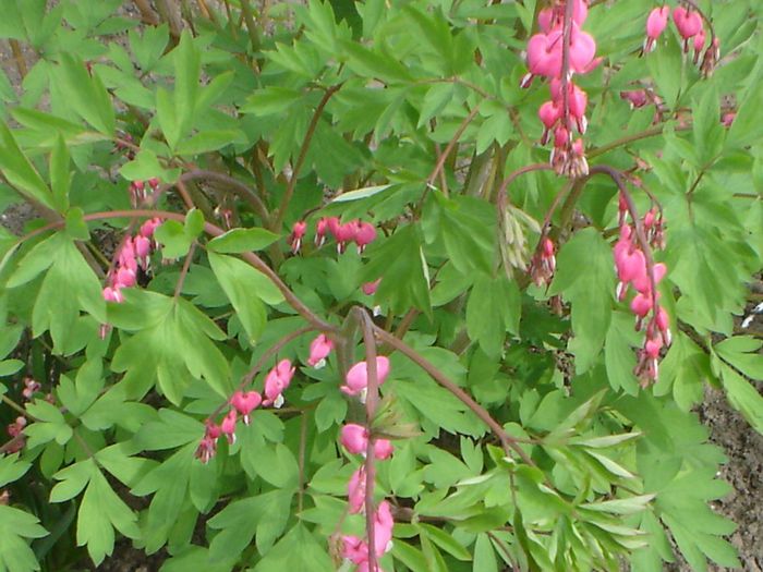 dicentra - 04 LUNA APRILIE 2014