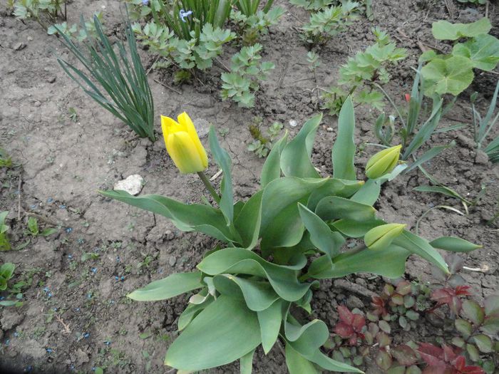 lalele galbene, vin inca 12 culori