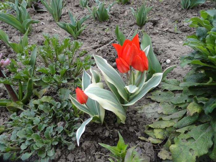 lalea pitica cu flori multe - PLANTELE MELE DIN GRADINA2014