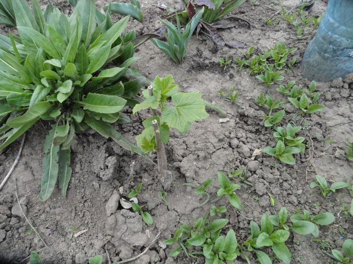 coacaz alb siclopotei