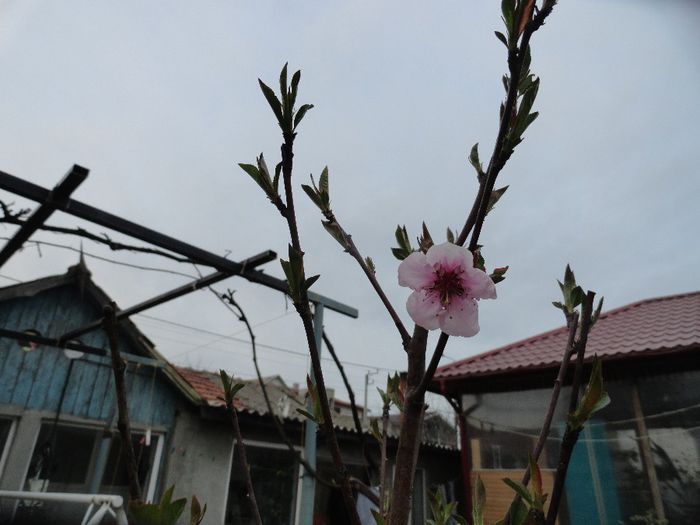 nectarinul si floarea lui