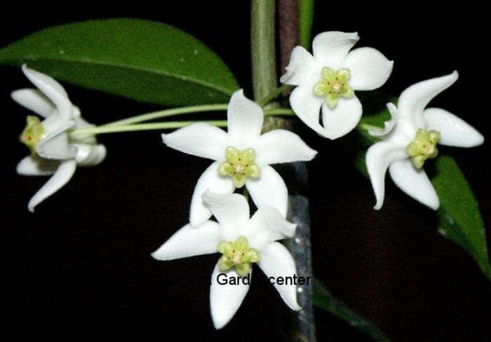 Hoya (odorata) Cembra