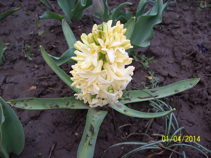 zambila