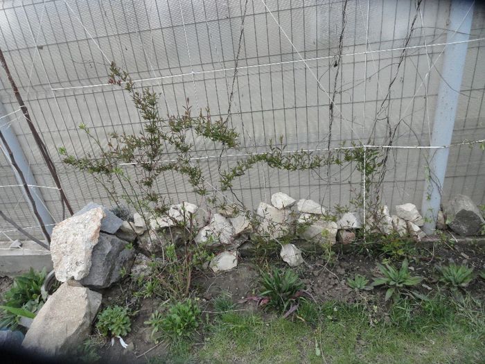 mana maicii.  lonciera