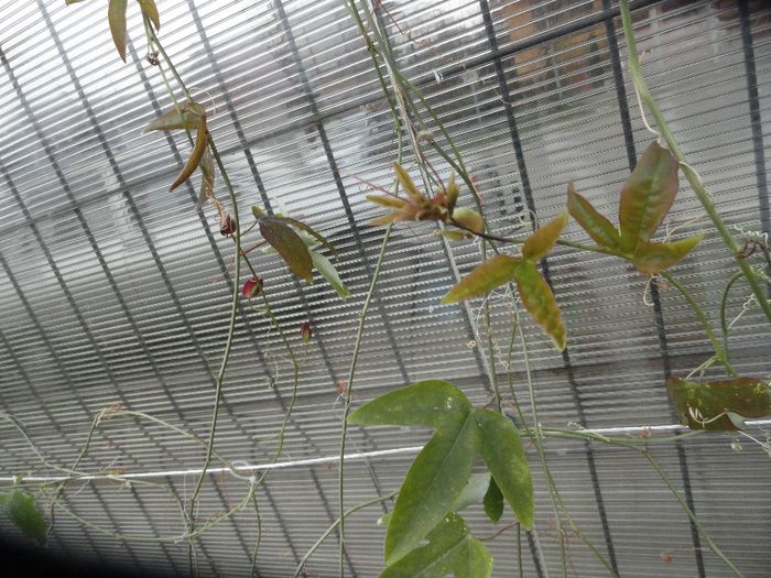 pasiflora caeruela in gradina