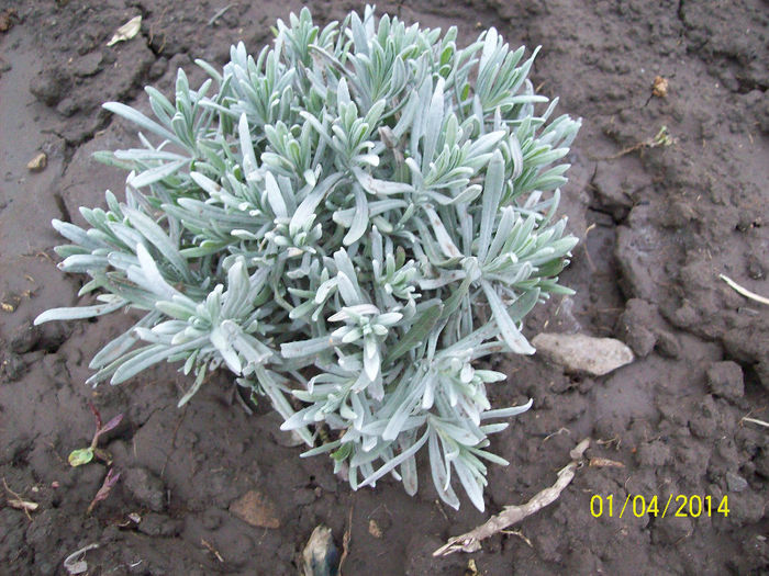 lavanda