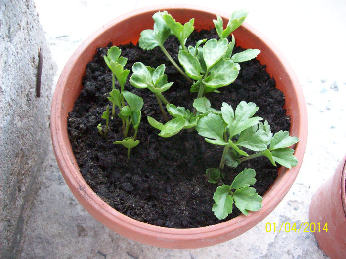 ranunculus