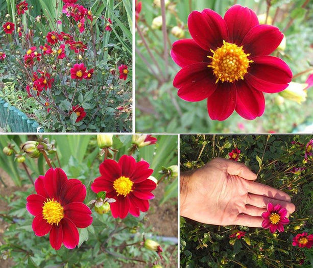 Dalie pitica (border dahlia) - rosu; Talie: mica (30-50cm)
Floare: mica
Pret: 6 lei
