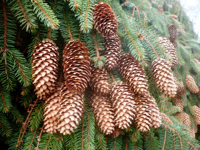 conuri molid; munte conuri molid brad cetina
