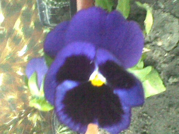 Imag1781 - flori 2014