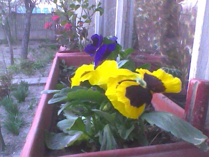 Imag1780 - flori 2014