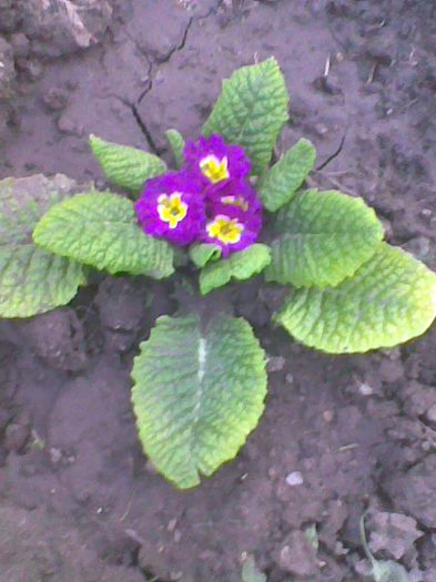 Imag1774 - flori 2014