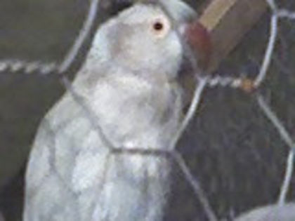 08-12-12_2014 - Papagalii Mei - Nimfe - Cantatori - Rosella - Micul Alexander