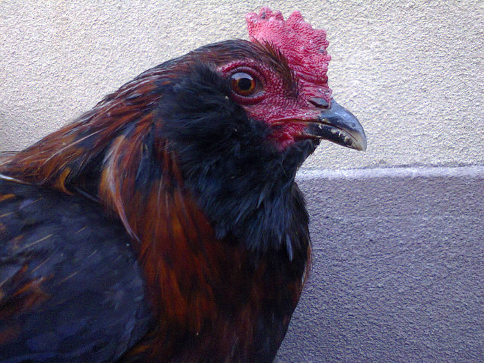 arauncana potr - Araucana 2014