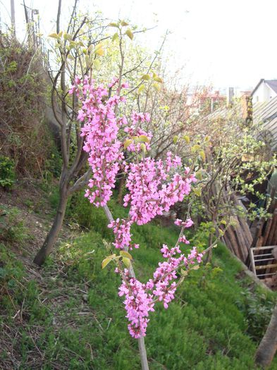 DSC04925; cercis siliquastrum
