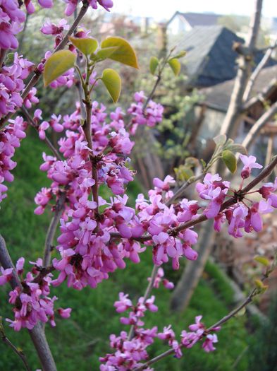 cercis siliquastrum; cercis siliquastrum,sfarsit de inflorire
