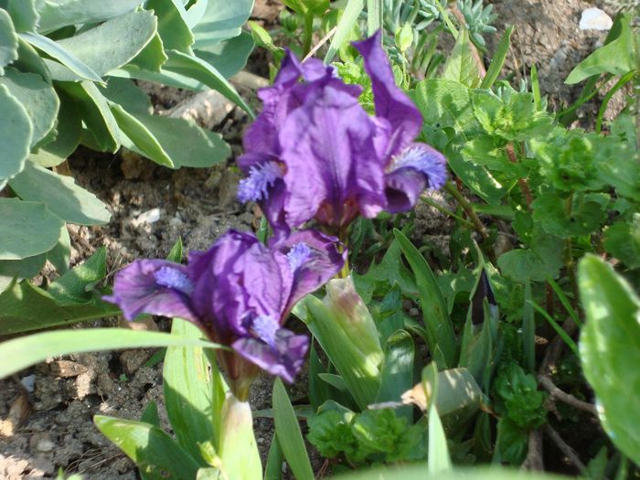 DSC04937; iris siberica
