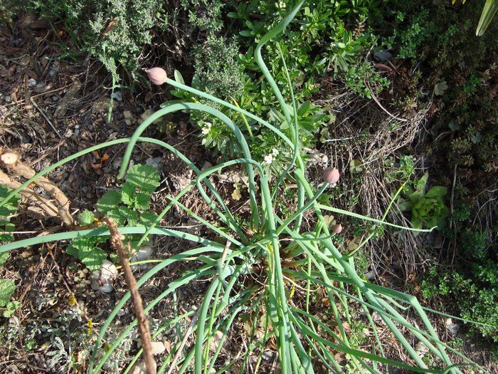 DSC04939; allium schoneprasum,sau chivas,flori in perspectiva
