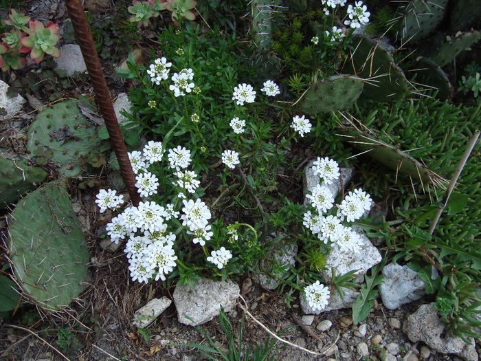 DSC04940; iberis sempervirens
