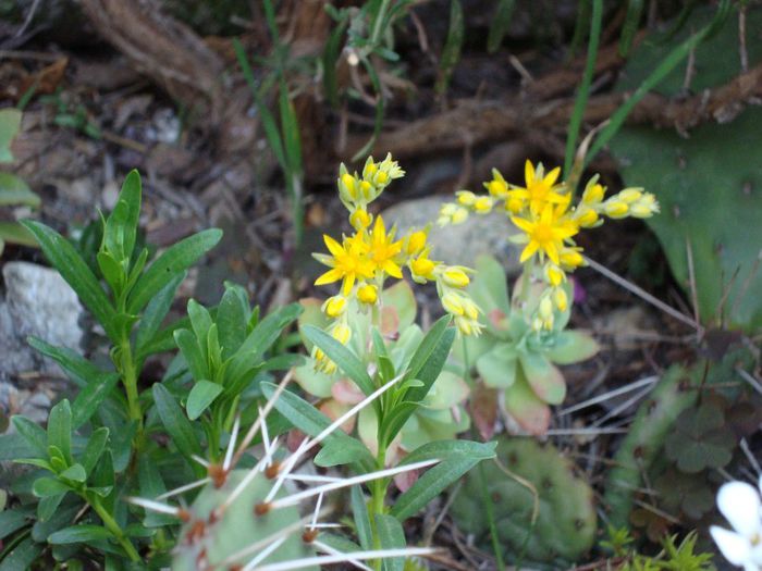 DSC04941; sedum palmeri,inflorescenta!
