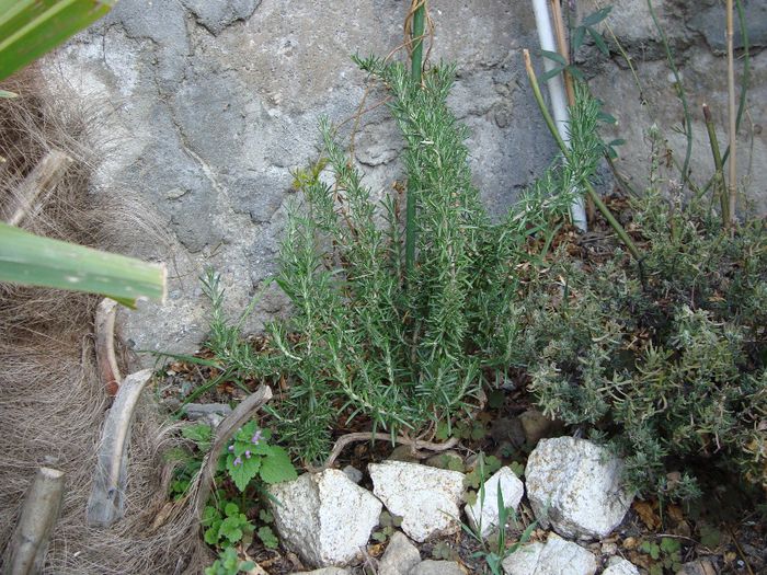 DSC04942; rosmarinus officinalis prostratus
