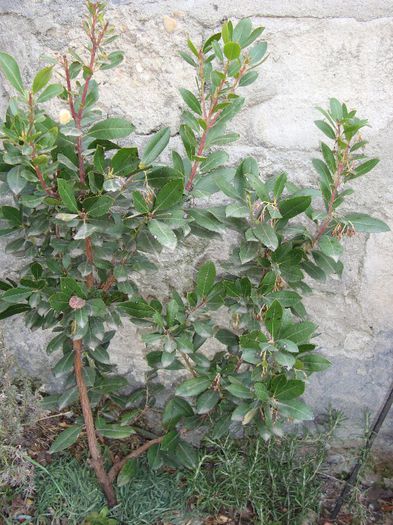 DSC04943; arbustus unedo
