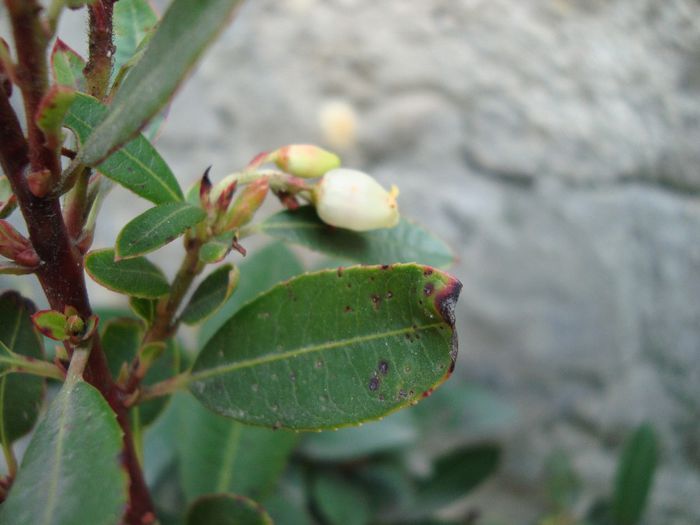 DSC04945; flori de arbustus unedo(arbustul de fragute)
