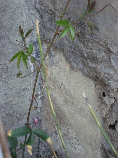 DSC04946; passiflora caerulea
