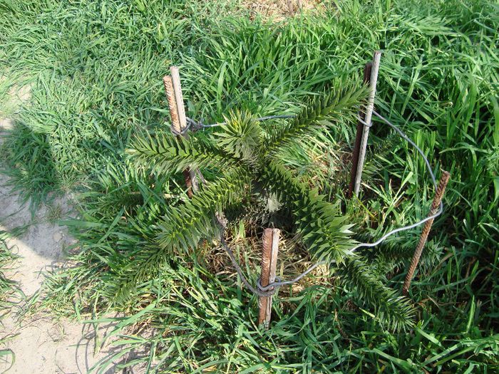DSC04972; araucaria araucana
