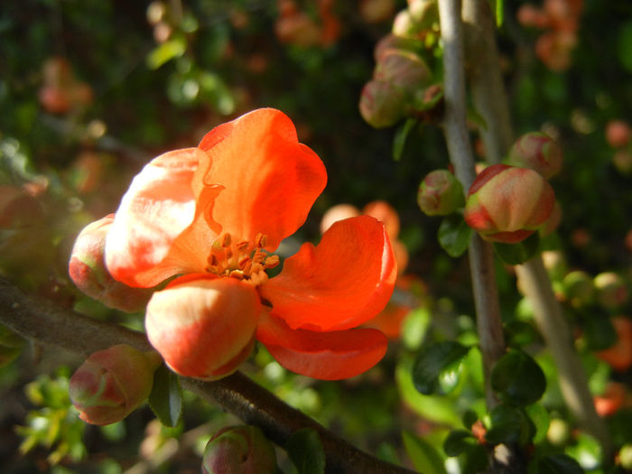 Chaenomeles japonica (2014, April 01) - Chaenomeles japonica