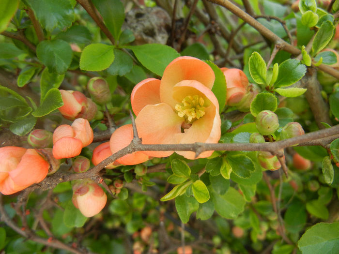 Chaenomeles japonica (2014, April 01) - Chaenomeles japonica