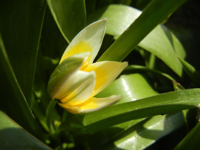 Tulipa Tarda (2014, April 01)