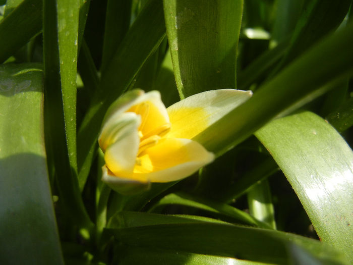 Tulipa Tarda (2014, April 01)