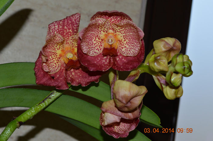 Vanda sundana lava - Vanda